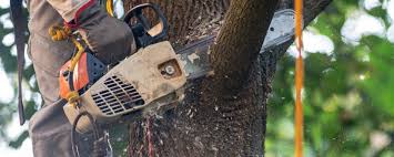 Tree and Shrub Care in Munfordville, KY