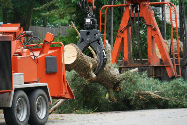 Best Tree Cabling and Bracing  in Munfordville, KY