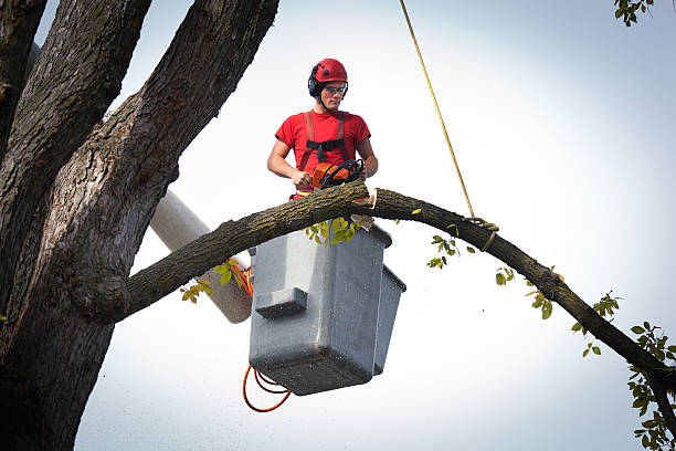 How Our Tree Care Process Works  in  Munfordville, KY