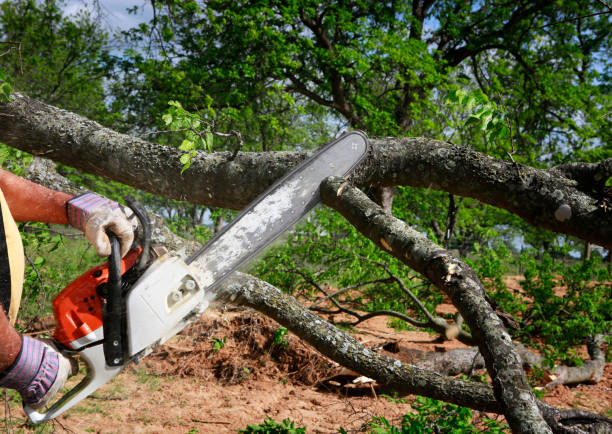 Best Tree Disease Treatment  in Munfordville, KY